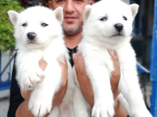 Ruhsatlı Köpek Çiftliğinden Husky Yavrular görsel
