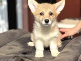 Turkiyede Tek Welsh Corgi Yavrular 