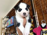 Ruhsatlı Köpek Çiftliğinden Husky Yavrular