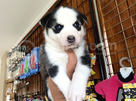 Ruhsatlı Köpek Çiftliğinden Husky Yavrular görsel