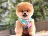 ORJİNAL POMERANİAN BOO 