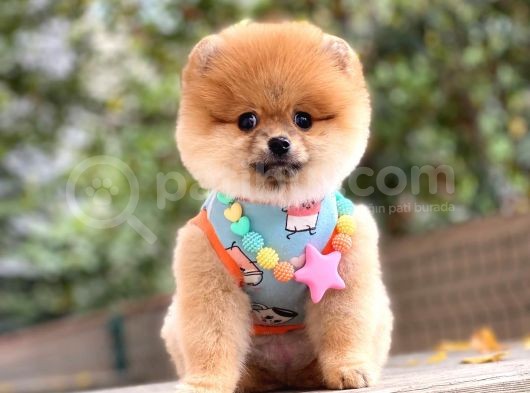 Orji̇nal Pomerani̇an Boo 