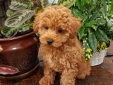 Sağlik Ve Irk Garanti̇li̇ Red Toy Poodle Yavrularimiz