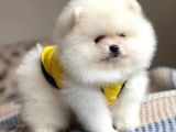 Pomeranian boo teddy face erkek yavrumuz 