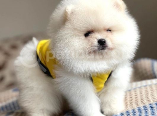Pomeranian Boo Teddy Face Erkek Yavrumuz 