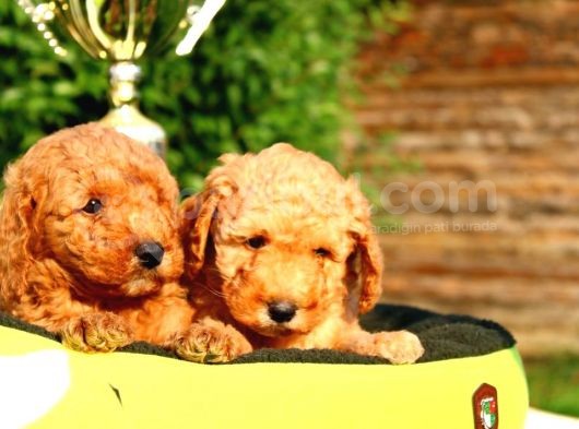 Ruhsatlı Köpek Çiftliğinden Toy Poodle Yavrularımız görsel