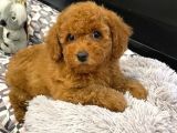 SAĞLIK VE IRK GARANTİLİ RED TOY POODLE YAVRULARIMIZ