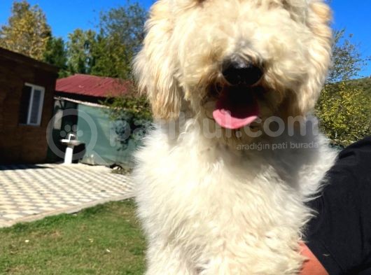Dev Poodle Standart Poodle Yavrular  görsel