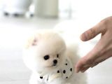 Pomeranian Boo Teddy Bear Irk Garantili 