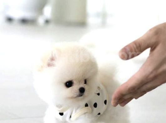 Pomeranian Boo Teddy Bear Irk Garantili  görsel