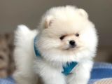 Pomeranian Boo Teddy Face Erkek Yavrumuz 