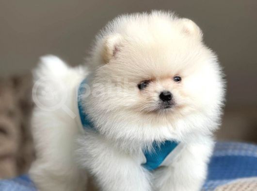 Pomeranian Boo Teddy Face Erkek Yavrumuz  görsel