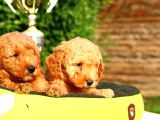 Ruhsatlı Köpek çiftliğinden toy poodle yavrularımız