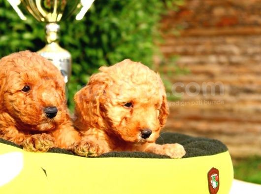 Ruhsatlı Köpek Çiftliğinden Toy Poodle Yavrularımız