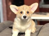 TURKIYEDE TEK WELSH CORGI YAVRULAR 