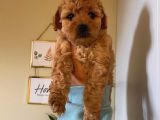 Pasaportlu Kimlikli Toy Poodle Yavrumuz