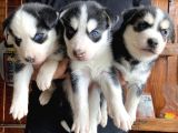 Ruhsatlı Köpek Çiftliğinden Husky Yavrular