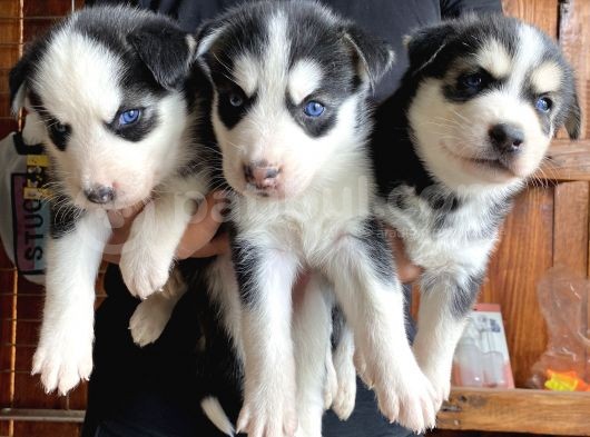 Ruhsatlı Köpek Çiftliğinden Husky Yavrular görsel