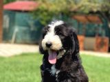 Nadir Bulunan Bernadoodle Yavruları Hypoallerjenik 