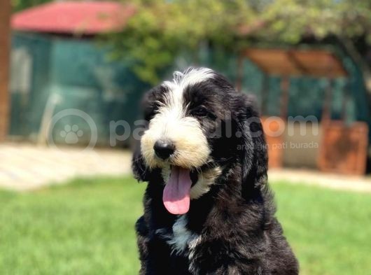 Nadir Bulunan Bernadoodle Yavruları Hypoallerjenik  görsel