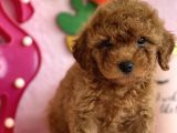 Safkan Toy Poodle Bebekler
