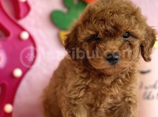 Safkan Toy Poodle Bebekler görsel