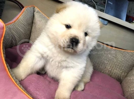 Ruhsatlı Köpek Çiftliğinden Chow Chow Yavrular görsel