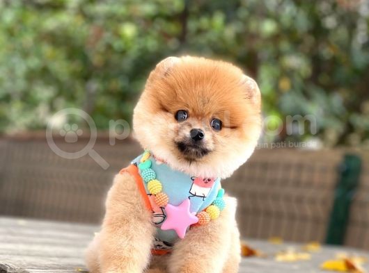 Orji̇nal Pomerani̇an Boo  görsel