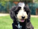 Nadir bulunan Bernadoodle yavruları hypoallerjenik 