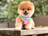Orji̇nal Pomerani̇an Boo 