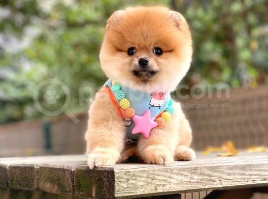 Orji̇nal Pomerani̇an Boo  görsel