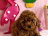 Safkan Toy Poodle Bebekler