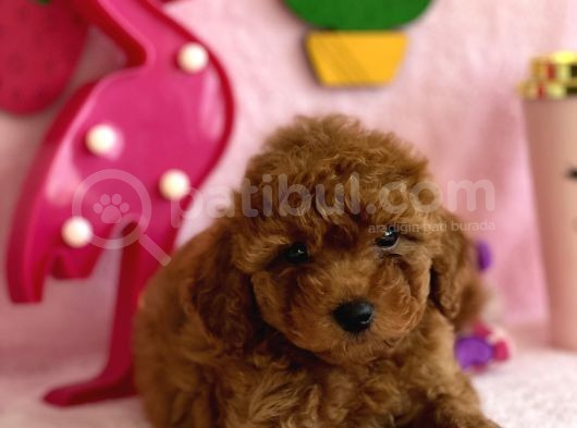Safkan Toy Poodle Bebekler görsel