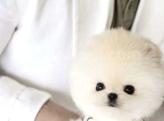 Pomeranian Boo Teddy Bear Irk Garantili  görsel
