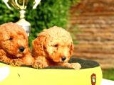 Ruhsatlı Köpek Çiftliğinden Toy Poodle Yavrularımız