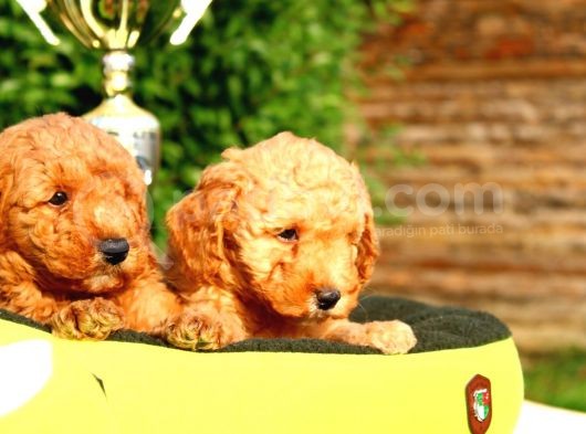 Ruhsatlı Köpek Çiftliğinden Toy Poodle Yavrularımız görsel
