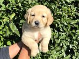 Ruhsatlı Köpek Çiftliğinden Golden Yavrularımız