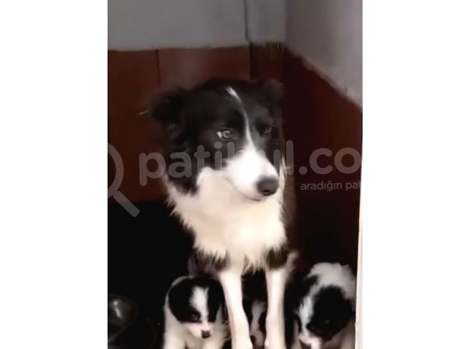 Ruhsatlı Köpek çiftliğinden border Collie yavrular