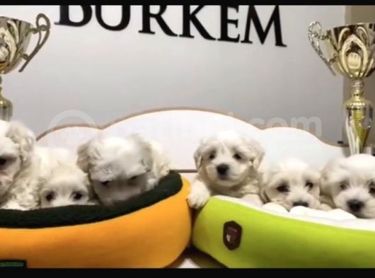 Ruhsatlı Köpek çiftliğinden maltes Terrier yavrular