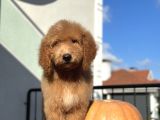 Labradoodle Medium Ve Standart Boy Tüy Dökmeyen Bebekler 