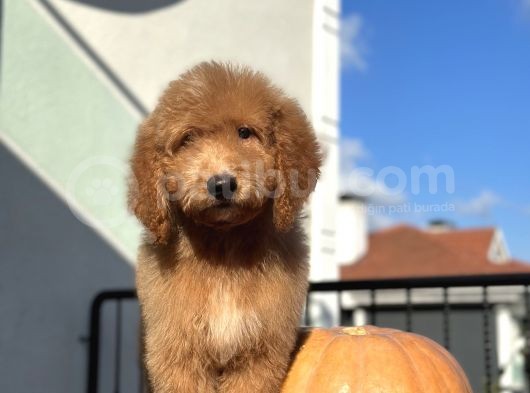 Labradoodle Medium Ve Standart Boy Tüy Dökmeyen Bebekler  görsel