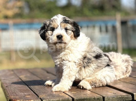 Türki̇yede Tek Aui̇ssedoodle Bebekler görsel