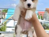 Welsh Corgi Secereli A Kalite Eğitimli Yavrular 