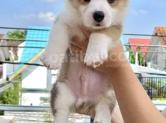 Welsh Corgi Secereli A Kalite Eğitimli Yavrular  görsel