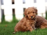 Sağlik Ve Irk Garanti̇li̇ Red Toy Poodle Yavrularimiz