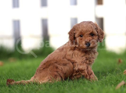 Sağlik Ve Irk Garanti̇li̇ Red Toy Poodle Yavrularimiz