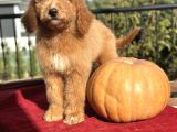 Labradoodle medium ve standart boy tüy dökmeyen bebekler 