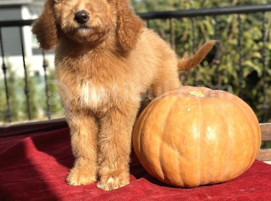 Labradoodle Medium Ve Standart Boy Tüy Dökmeyen Bebekler 