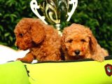 Ruhsatlı Köpek Çiftliğinden Toy Poodle Yavrularımız