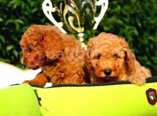 Ruhsatlı Köpek Çiftliğinden Toy Poodle Yavrularımız görsel